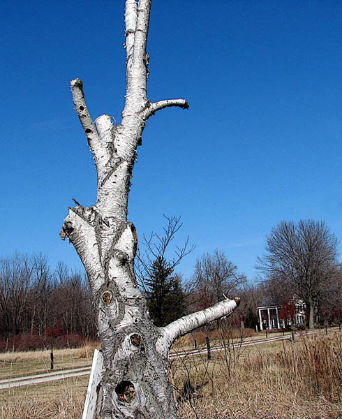 IMAGE: http://dabadoo.freeservers.com/birch%20with%20house.jpg